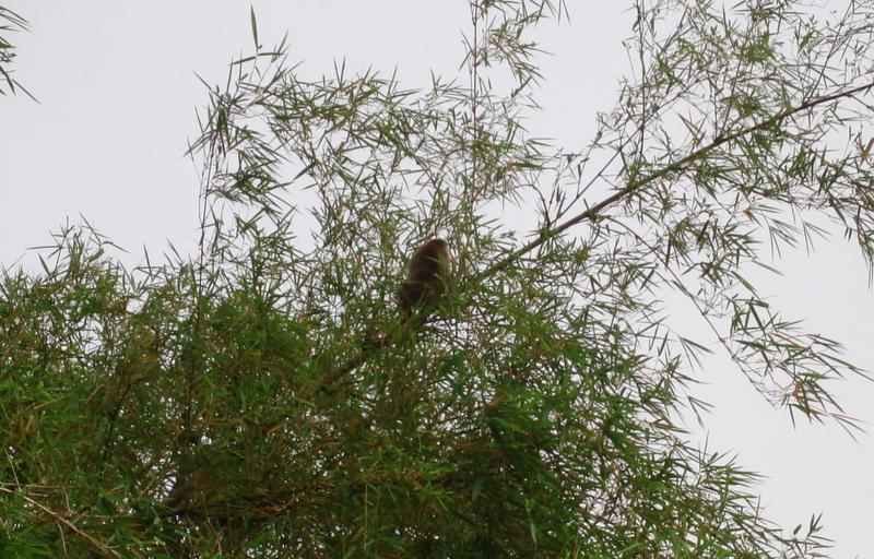 MaLaYsIa_-_SuKaU_(SuNgAi_KiNaBaTaNgAn)_93.JPG