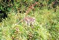MaLaYsIa_-_SuKaU_(SuNgAi_KiNaBaTaNgAn)_100