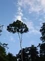 MaLaYsIa_-_SuKaU_(SuNgAi_KiNaBaTaNgAn)_110