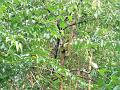 MaLaYsIa_-_SuKaU_(SuNgAi_KiNaBaTaNgAn)_116