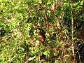 MaLaYsIa_-_SuKaU_(SuNgAi_KiNaBaTaNgAn)_119