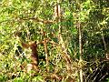 MaLaYsIa_-_SuKaU_(SuNgAi_KiNaBaTaNgAn)_120