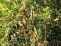 MaLaYsIa_-_SuKaU_(SuNgAi_KiNaBaTaNgAn)_121