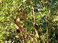 MaLaYsIa_-_SuKaU_(SuNgAi_KiNaBaTaNgAn)_122