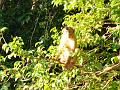 MaLaYsIa_-_SuKaU_(SuNgAi_KiNaBaTaNgAn)_125
