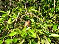MaLaYsIa_-_SuKaU_(SuNgAi_KiNaBaTaNgAn)_129