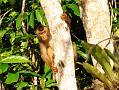 MaLaYsIa_-_SuKaU_(SuNgAi_KiNaBaTaNgAn)_131