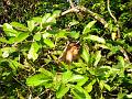 MaLaYsIa_-_SuKaU_(SuNgAi_KiNaBaTaNgAn)_133
