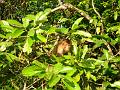 MaLaYsIa_-_SuKaU_(SuNgAi_KiNaBaTaNgAn)_135