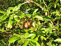 MaLaYsIa_-_SuKaU_(SuNgAi_KiNaBaTaNgAn)_136