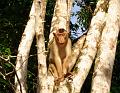 MaLaYsIa_-_SuKaU_(SuNgAi_KiNaBaTaNgAn)_139