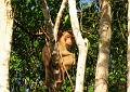 MaLaYsIa_-_SuKaU_(SuNgAi_KiNaBaTaNgAn)_141