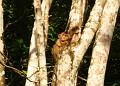 MaLaYsIa_-_SuKaU_(SuNgAi_KiNaBaTaNgAn)_145