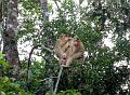 MaLaYsIa_-_SuKaU_(SuNgAi_KiNaBaTaNgAn)_150