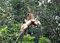 MaLaYsIa_-_SuKaU_(SuNgAi_KiNaBaTaNgAn)_155