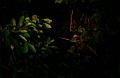MaLaYsIa_-_SuKaU_(SuNgAi_KiNaBaTaNgAn)_169