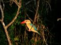 MaLaYsIa_-_SuKaU_(SuNgAi_KiNaBaTaNgAn)_176