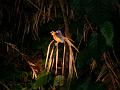 MaLaYsIa_-_SuKaU_(SuNgAi_KiNaBaTaNgAn)_184