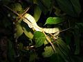 MaLaYsIa_-_SuKaU_(SuNgAi_KiNaBaTaNgAn)_203