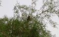 MaLaYsIa_-_SuKaU_(SuNgAi_KiNaBaTaNgAn)_93