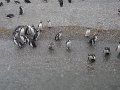 ArGeNtInA_-_UsHuAiA_-_TiErRa_DeL_FuEgO_87