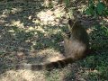 BrAsILe_-_ArGeNtInA_-_PaRqUe_NaTiOnAl_IgUaZù_248