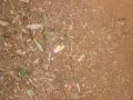 BrAsILe_-_ArGeNtInA_-_PaRqUe_NaTiOnAl_IgUaZù_275