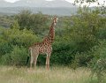 DSC02596